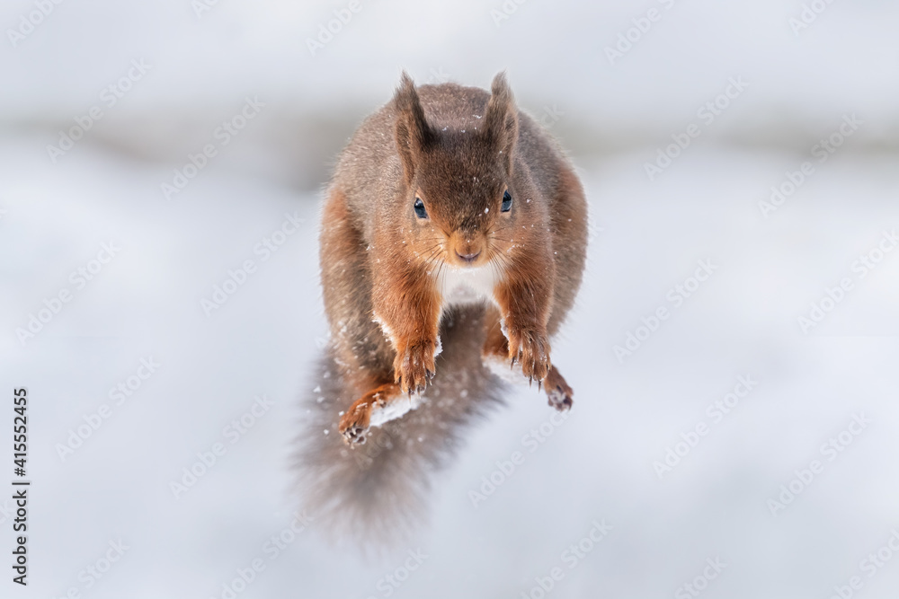 Red Squirrel in the snow. European Red Squirrel photographed in Northern England near Hawes in the Yorkshire Dales