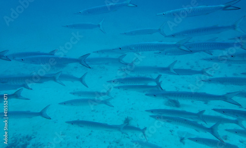 school of barracudas underwater in ocean 