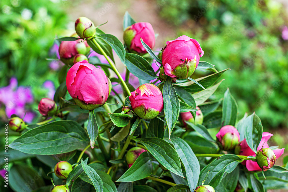 Fresh bright pink peony flowers buds in the garden in summer. Fresh bright pink peony flowers buds in the garden in summer.
