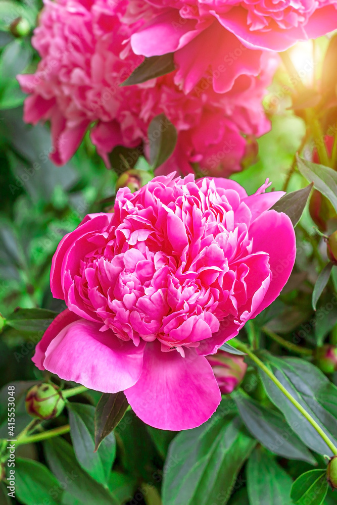 Fresh blossom bright pink peonies flowers in the garden in summer.