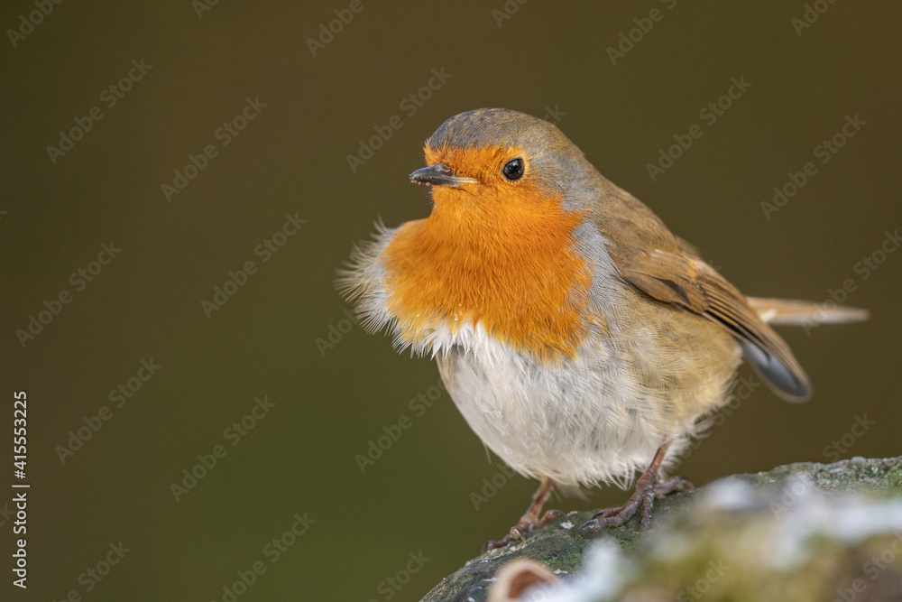 Fototapeta premium Adult Robin in the winter wild European bird associated with winter and Christmas
