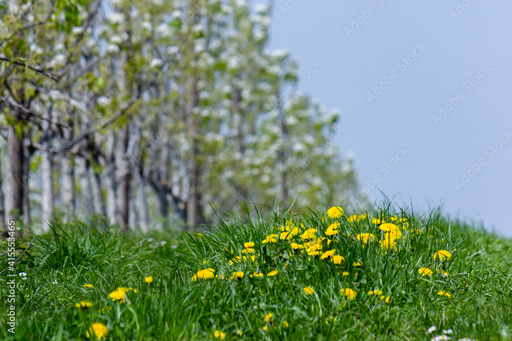 Beautiful grassland with selective focus on blooming dandelion flowers and fruit trees in the background