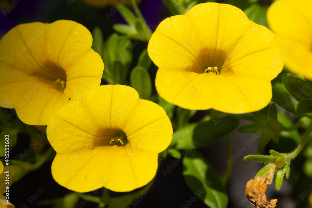 Bright yellow 'Million Bells' (Calibrachoa) flowers with blurred background Bright yellow 'Million Bells' (Calibrachoa) flowers with blurred background
