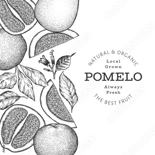 Hand drawn sketch style pomelo banner. Organic fresh fruit vector illustration. Retro fruit design template