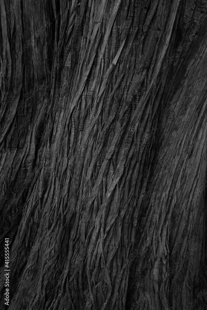 Naklejka premium Texture of bark wood
