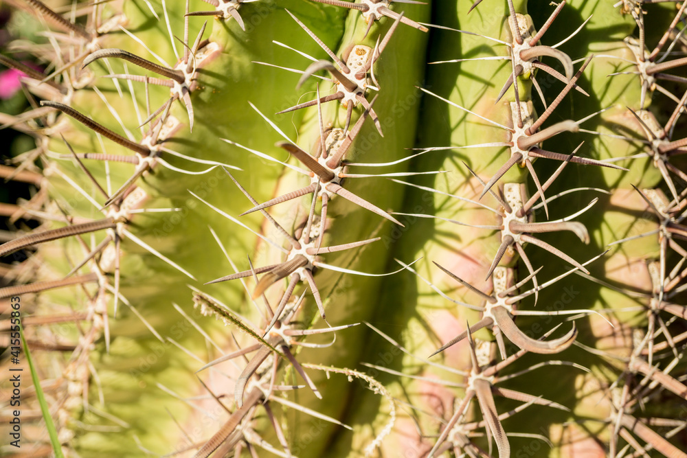 Beautiful texture of big green leaf exotic cactus Beautiful texture of big green leaf exotic cactus