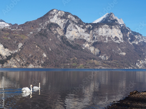 deux cygnes sur un lac de montagne au printemps - Suisse