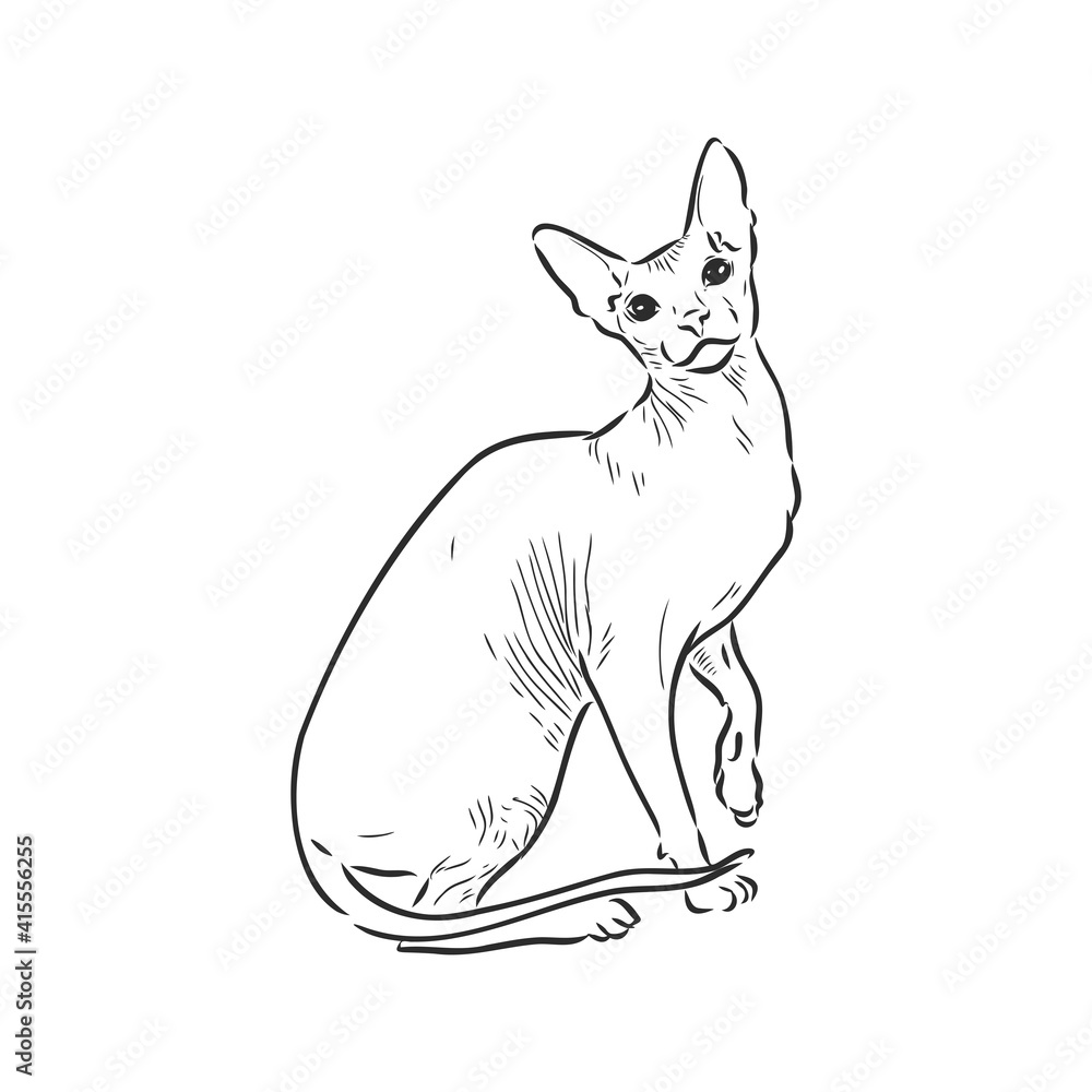 sketch of a sphinx cat, isolated, on a white background. sphinx cat, vector sketch on a white background