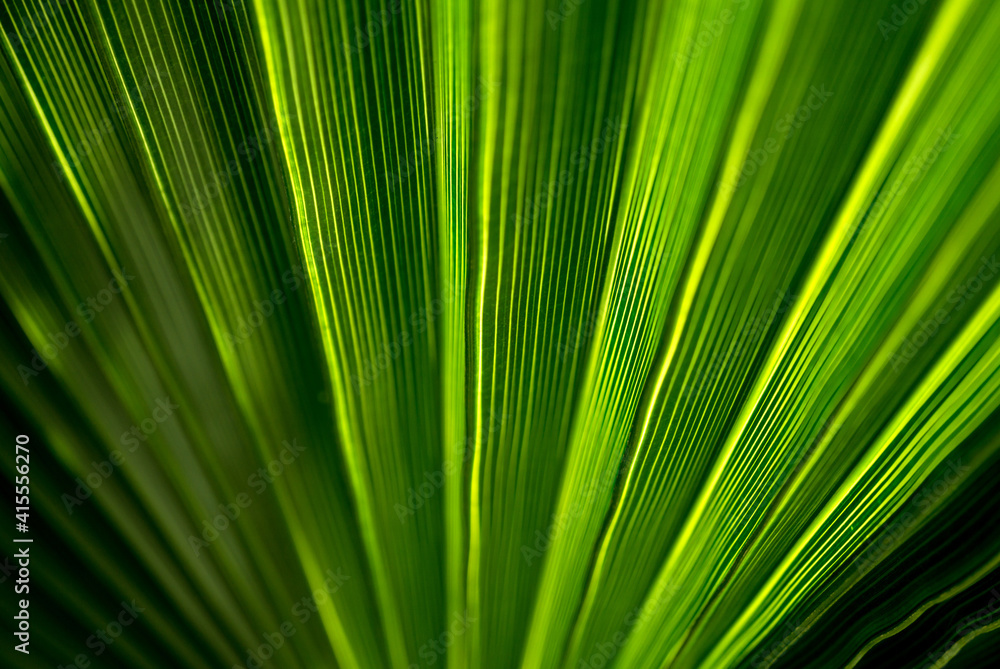 Beautiful exotic pattern of green tropical palm leaves Beautiful exotic pattern of green tropical palm leaves