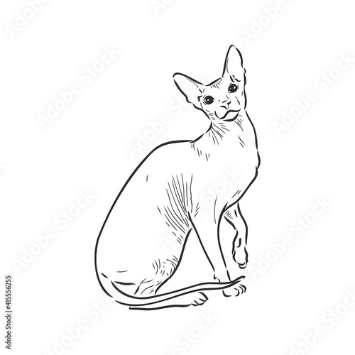 sketch of a sphinx cat, isolated, on a white background. sphinx cat, vector sketch on a white background