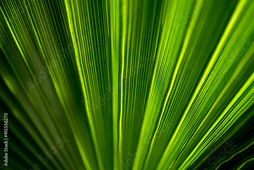 Beautiful exotic pattern of green tropical palm leaves
