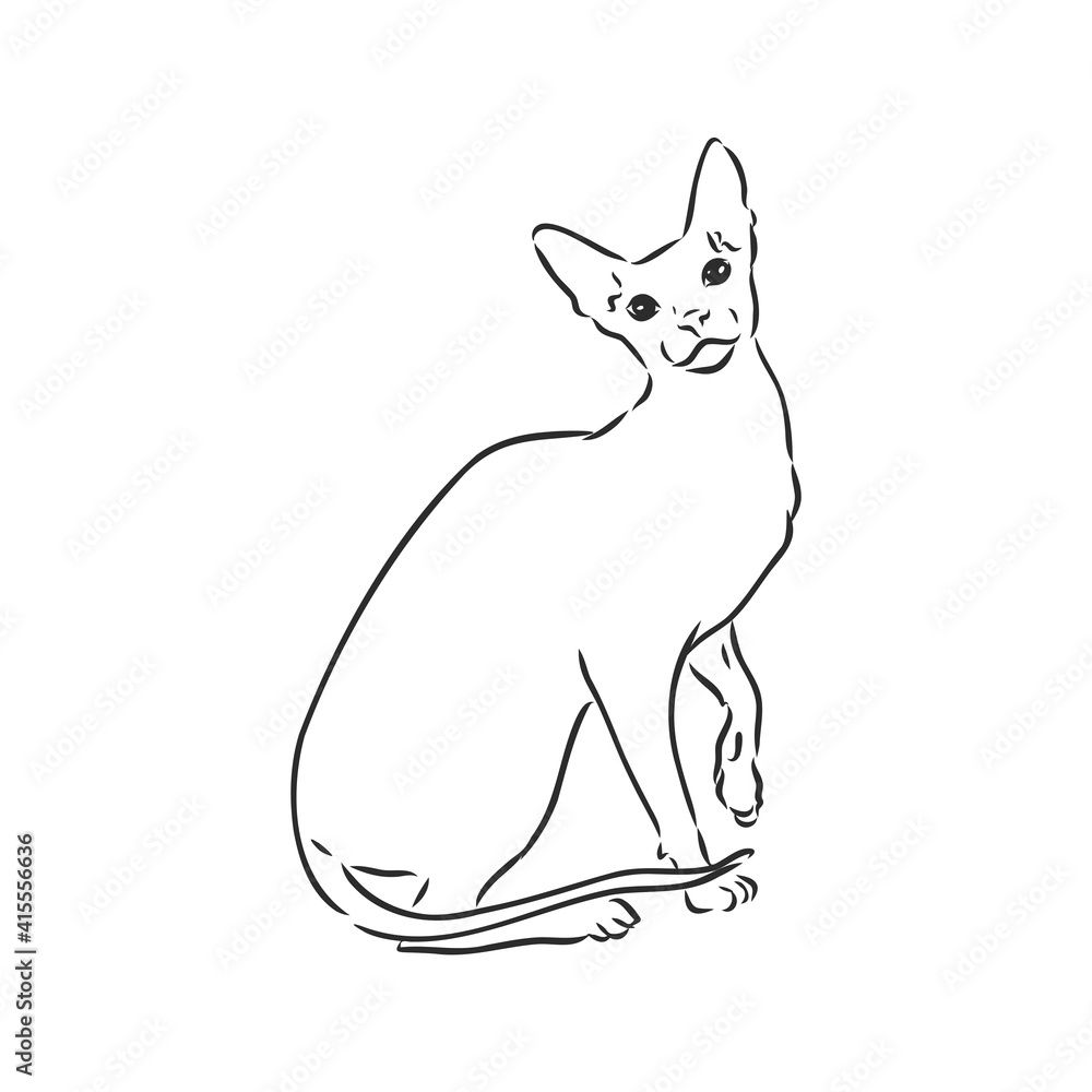 sketch of a sphinx cat, isolated, on a white background. sphinx cat, vector sketch on a white background sketch of a sphinx cat, isolated, on a white background. sphinx cat, vector sketch on a white background