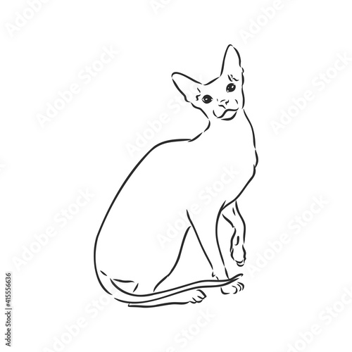 sketch of a sphinx cat, isolated, on a white background. sphinx cat, vector sketch on a white background