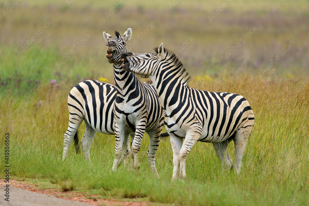 Zebra fighting for Dominance over females in mating season in the herd. Biting and kicking at each other until one backs out or runs away. Rietvlei Pretoria Gauteng South Africa Zebra fighting for Dominance over females in mating season in the herd. Biting and kicking at each other until one backs out or runs away. Rietvlei Pretoria Gauteng South Africa