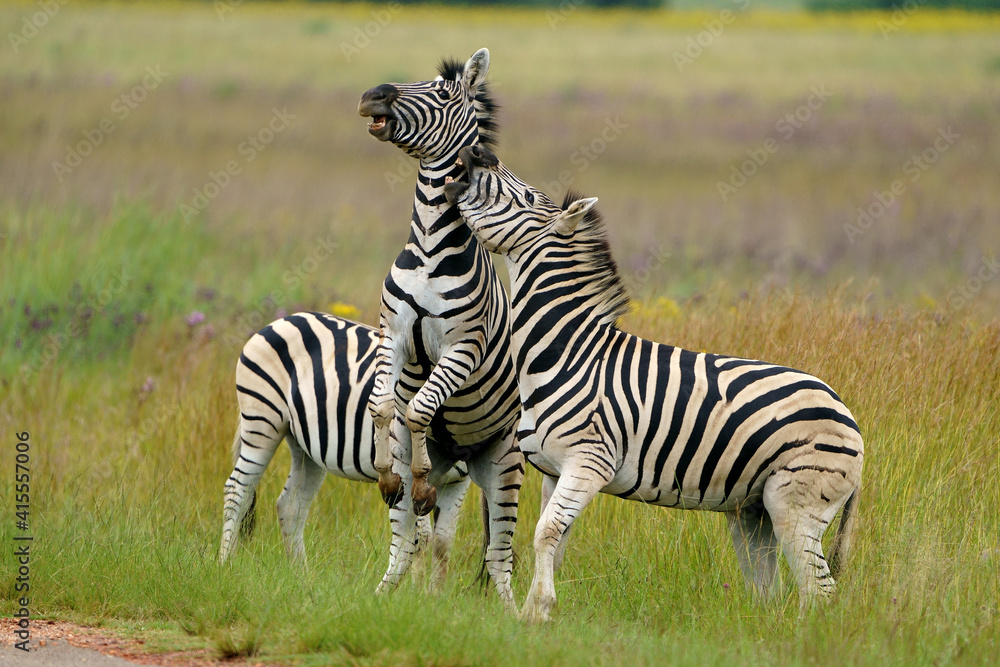 Fototapeta premium Zebra fighting for Dominance over females in mating season in the herd. Biting and kicking at each other until one backs out or runs away. Rietvlei Pretoria Gauteng South Africa