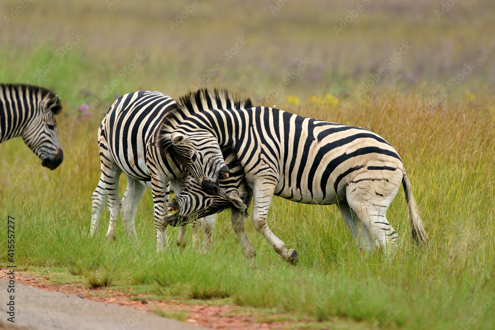 Zebra fighting for Dominance over females in mating season in the herd. Biting and kicking at each other until one backs out or runs away. Rietvlei Pretoria Gauteng South Africa Zebra fighting for Dominance over females in mating season in the herd. Biting and kicking at each other until one backs out or runs away. Rietvlei Pretoria Gauteng South Africa