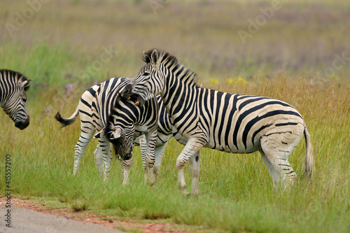 Zebra fighting for Dominance over females in mating season in the herd. Biting and kicking at each other until one backs out or runs away. Rietvlei Pretoria Gauteng South Africa © Phillip