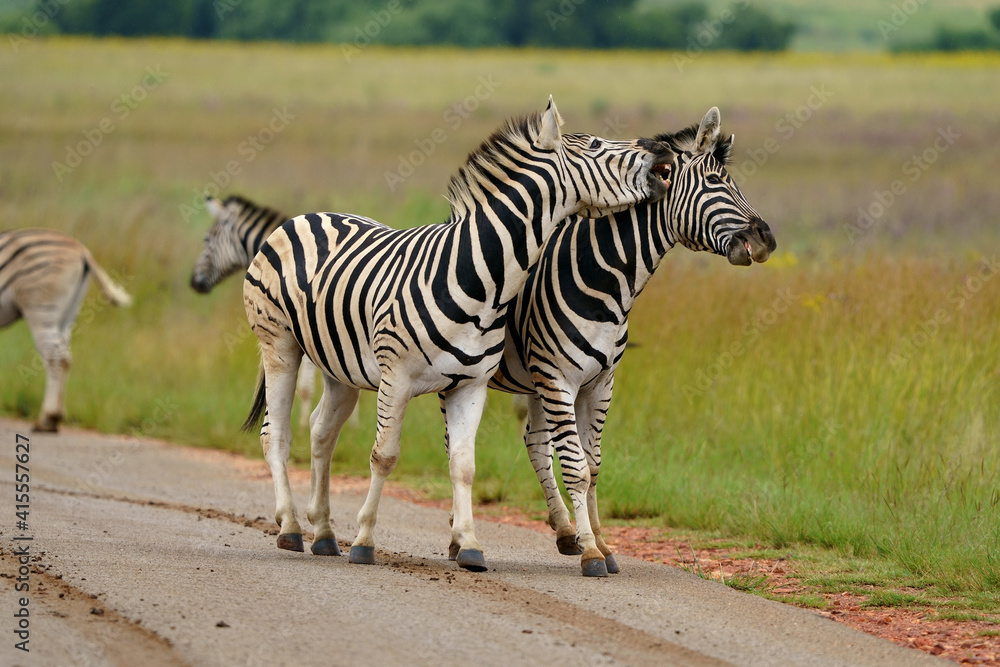 Naklejka premium Zebra fighting for Dominance over females in mating season in the herd. Biting and kicking at each other until one backs out or runs away. Rietvlei Pretoria Gauteng South Africa
