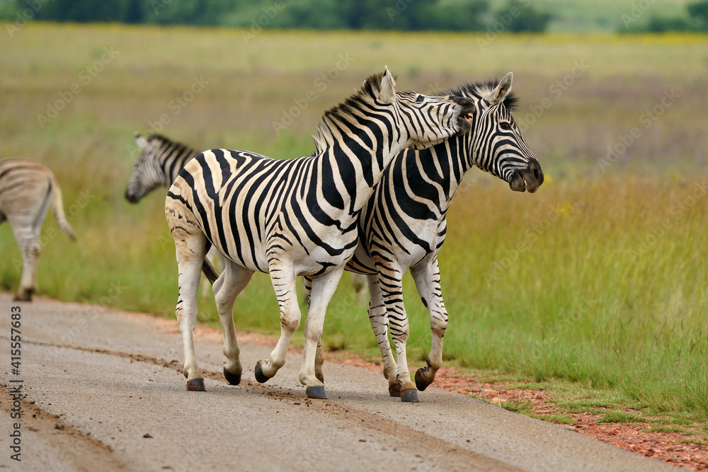 Naklejka premium Zebra fighting for Dominance over females in mating season in the herd. Biting and kicking at each other until one backs out or runs away. Rietvlei Pretoria Gauteng South Africa