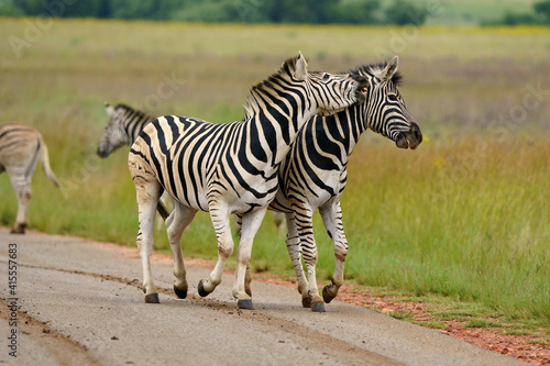 Zebra fighting for Dominance over females in mating season in the herd. Biting and kicking at each other until one backs out or runs away. Rietvlei Pretoria Gauteng South Africa