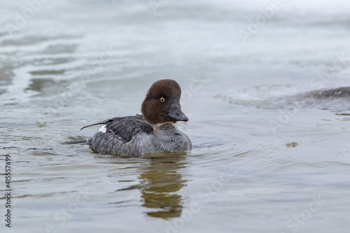 Female common goldeneye, Bucephala clangula swimming in icy water during winter in Estonian nature photo