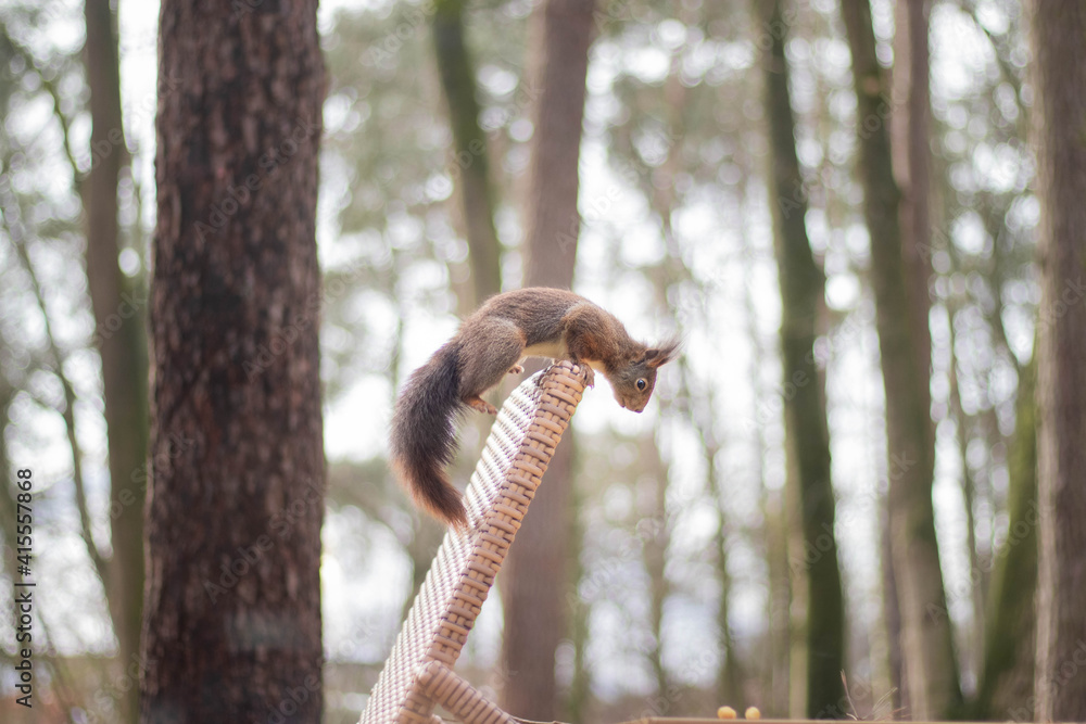 Cute red squirrel foraging hazelnuts