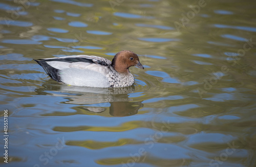 Australian Wood Duck (Chenonetta jubata) dabbling duck