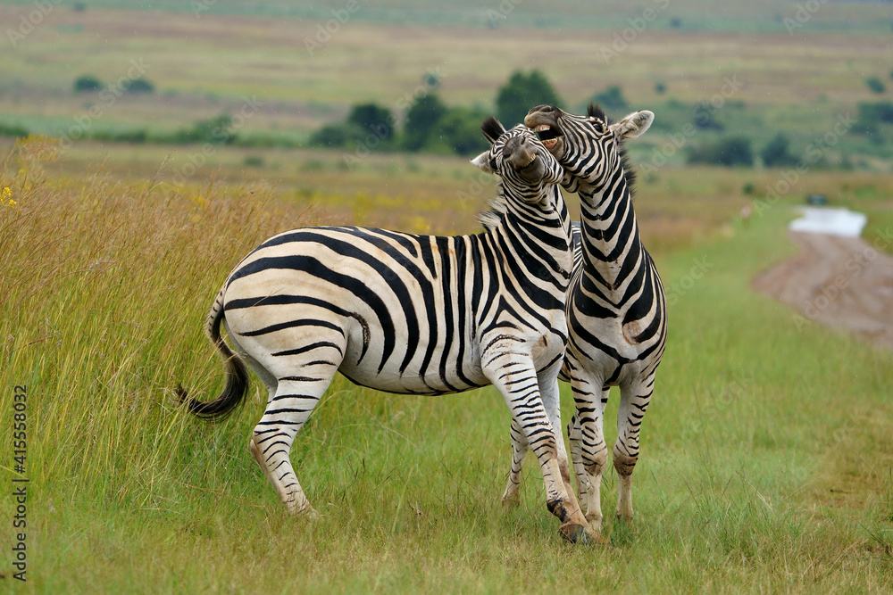 Naklejka premium Zebra fighting for Dominance over females in mating season in the herd. Biting and kicking at each other until one backs out or runs away. Rietvlei Pretoria Gauteng South Africa