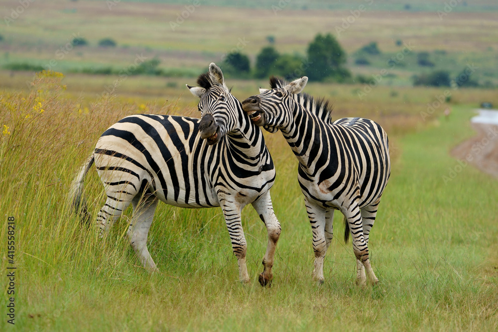 Fototapeta premium Zebra fighting for Dominance over females in mating season in the herd. Biting and kicking at each other until one backs out or runs away. Rietvlei Pretoria Gauteng South Africa