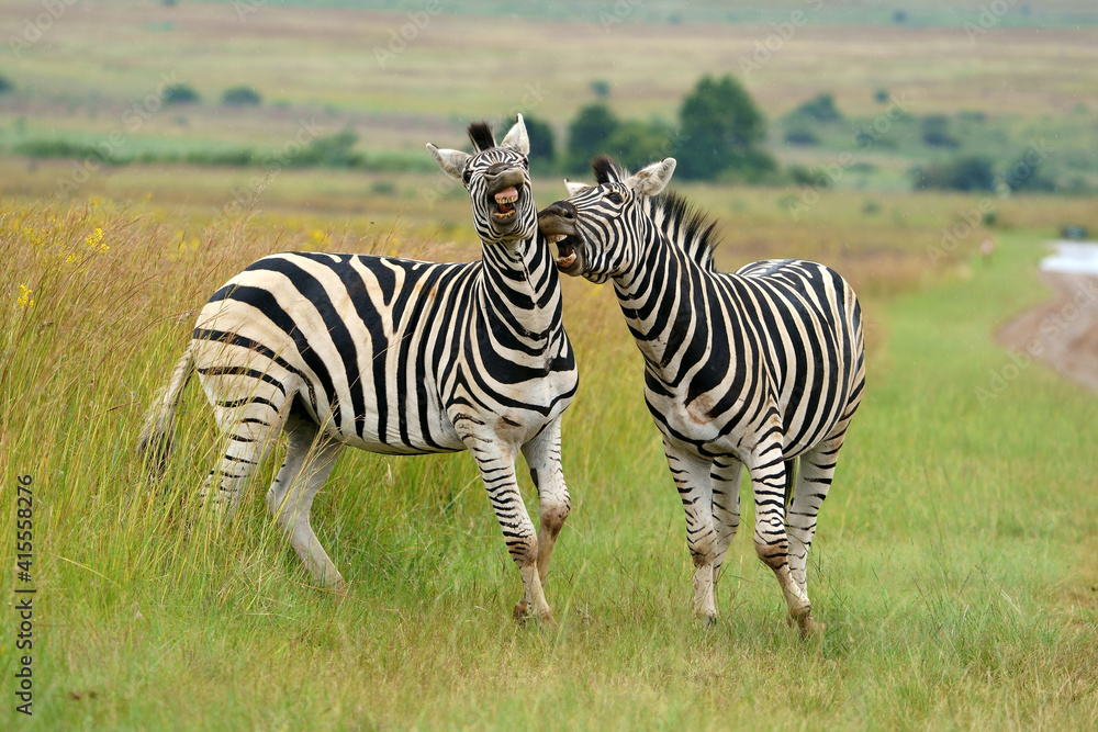 Obraz premium Zebra fighting for Dominance over females in mating season in the herd. Biting and kicking at each other until one backs out or runs away. Rietvlei Pretoria Gauteng South Africa