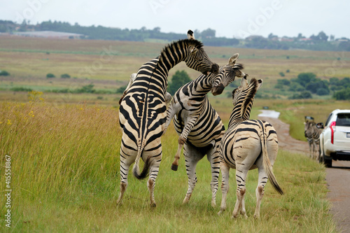 Zebra fighting for Dominance over females in mating season in the herd. Biting and kicking at each other until one backs out or runs away. Rietvlei Pretoria Gauteng South Africa