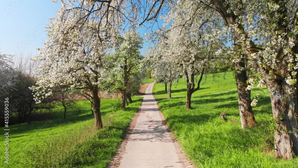 Gently moving through a rural idyll with blossoming trees, a fresh green meadow and clear blue sky on a sunny spring morning Gently moving through a rural idyll with blossoming trees, a fresh green meadow and clear blue sky on a sunny spring morning