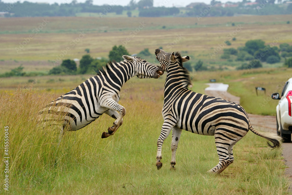 Fototapeta premium Zebra fighting for Dominance over females in mating season in the herd. Biting and kicking at each other until one backs out or runs away. Rietvlei Pretoria Gauteng South Africa