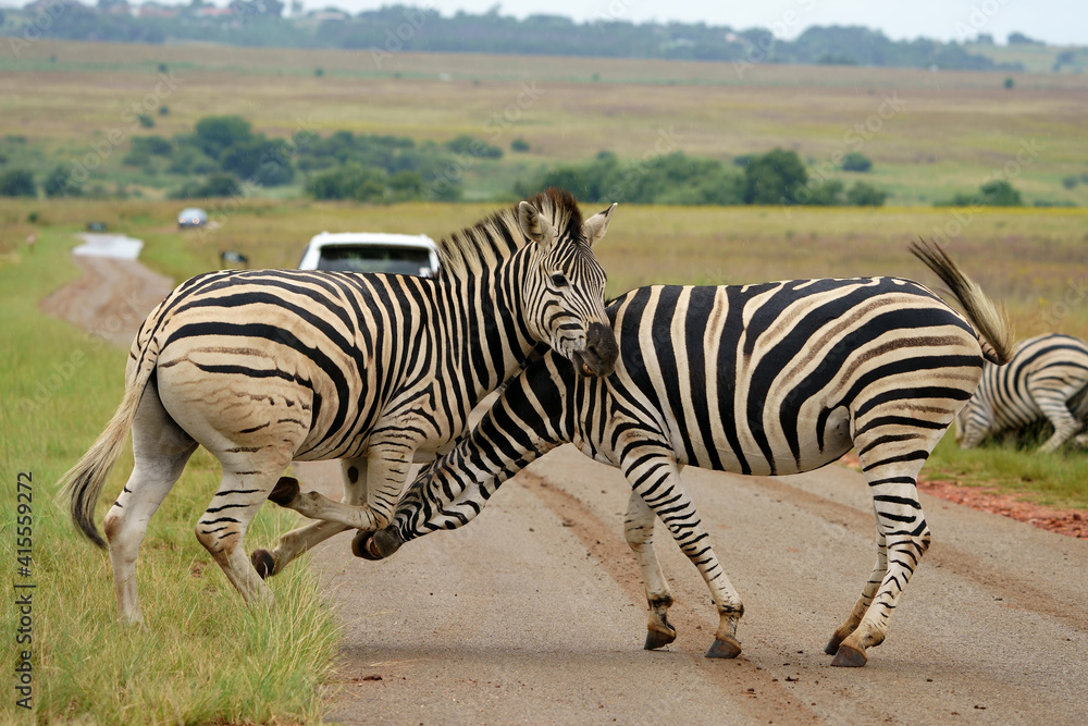 Naklejka premium Zebra fighting for Dominance over females in mating season in the herd. Biting and kicking at each other until one backs out or runs away. Rietvlei Pretoria Gauteng South Africa