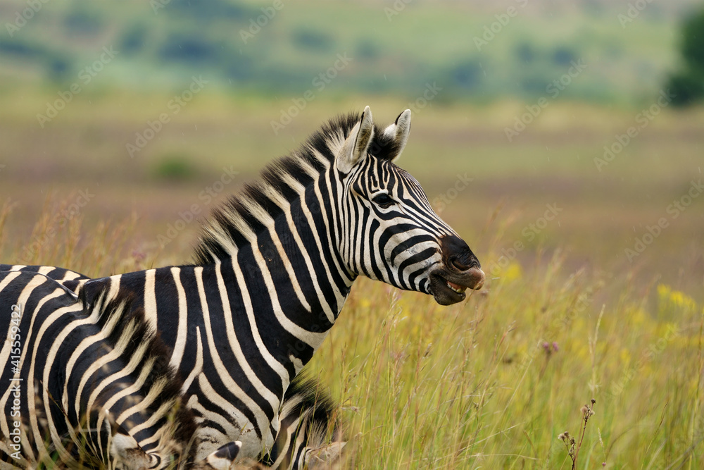 Zebra equus smiling and laughing at something funny in the veld in pretoria at rietvle nature reserve in South Africa Zebra equus smiling and laughing at something funny in the veld in pretoria at rietvle nature reserve in South Africa