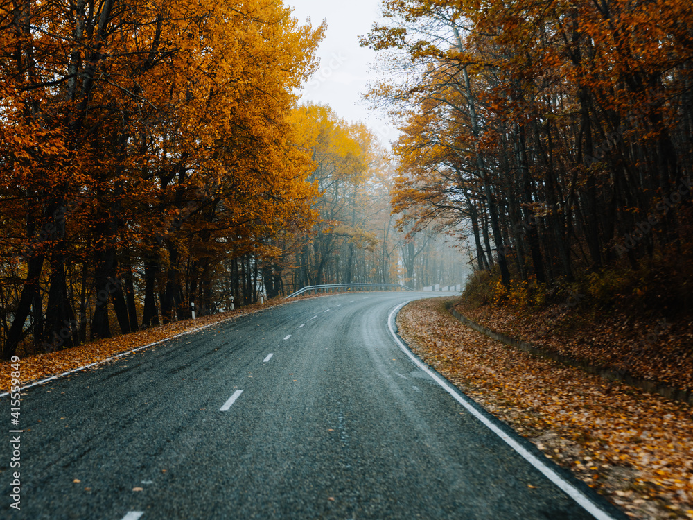 yellow leaves autumn forest nature fresh air tall trees road track