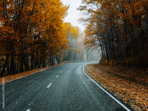 yellow leaves autumn forest nature fresh air tall trees road track