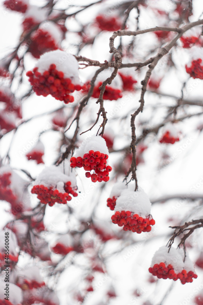 Bunches of red mountain ash covered with snow caps. Snow-covered rowan.