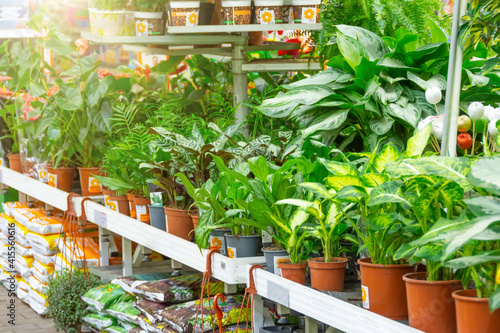 Quadro su tela Rack with indoor shade tolerant plants in a garden store in a greenhouse