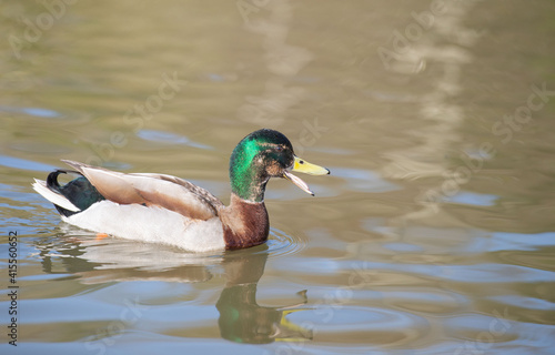 Quacking male Mallard duck (Anas platyrhynchos} on water