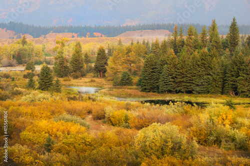A brightly colored golden field with pine trees and a river running through in Grand Teton National Park just as you drive past Mormon Row in September.