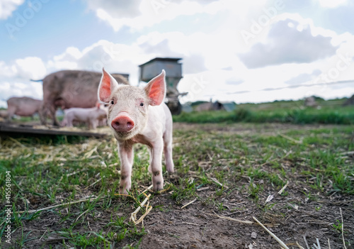 Glückliche Schweine - alternative Freilandhaltung von Schweinen, niedliche Ferkel auf der Weide. © Countrypixel