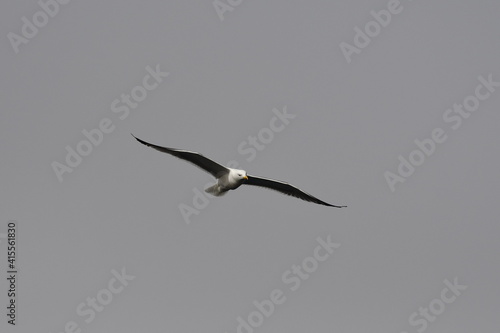 GAVIOTA PATIAMARILLA