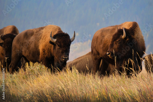 Various photos of bison on Mormon Row in the morning standing on a grassy hill in Grand Teton National Park in Wyoming. 