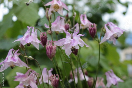 Columbina Aquilegia blooms in the summer garden. Raindrops remained on her delicate petals