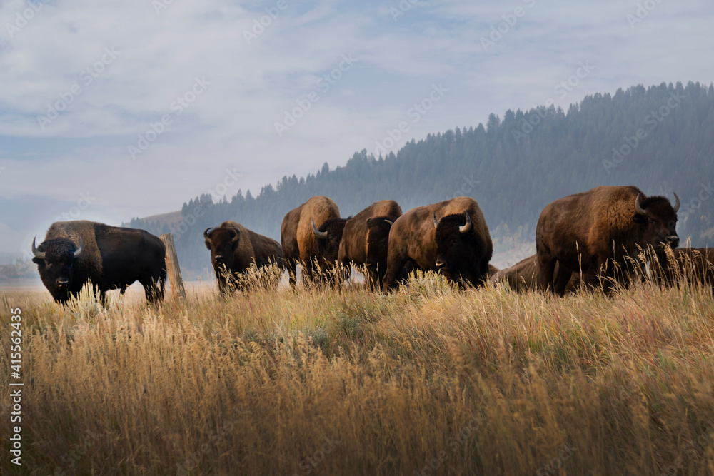 Various photos of bison on Mormon Row in the morning standing on a grassy hill in Grand Teton National Park in Wyoming.
Various photos of bison on Mormon Row in the morning standing on a grassy hill in Grand Teton National Park in Wyoming.