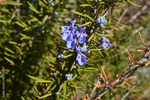 庭のローズマリーの花