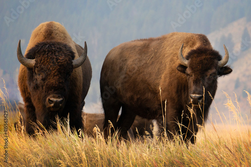 Two bison standing on top of a hill in the morning in the grasses at Mormon Row in Grand Teton National Park in Wyoming. 