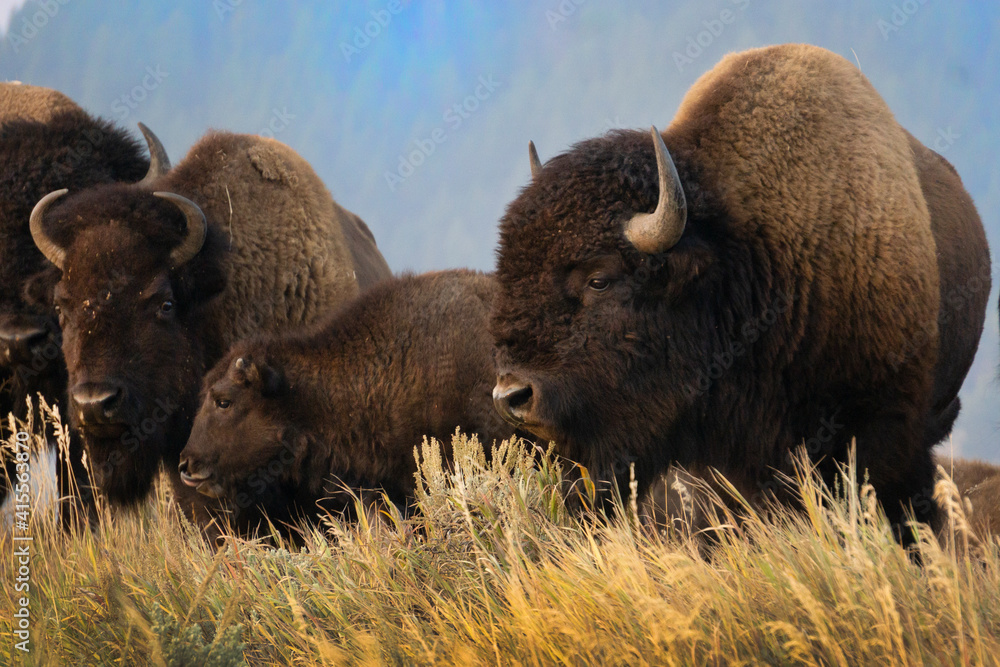 Various photos of bison on Mormon Row in the morning standing on a grassy hill in Grand Teton National Park in Wyoming.
Various photos of bison on Mormon Row in the morning standing on a grassy hill in Grand Teton National Park in Wyoming.