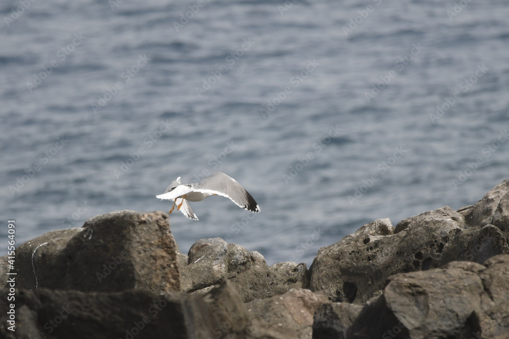 GAVIOTA PATIAMARILLA